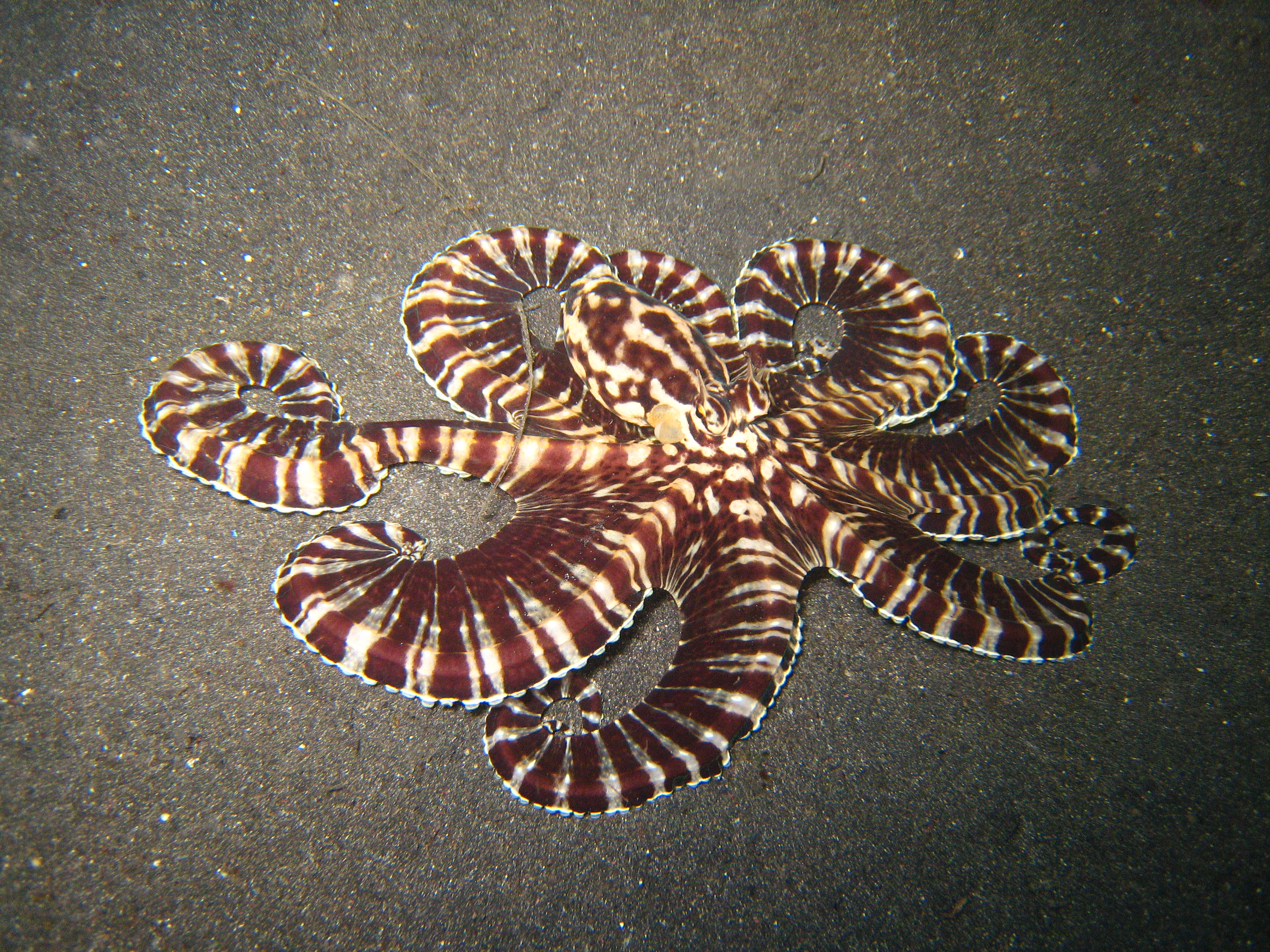 Pieuvre mimétique octopus